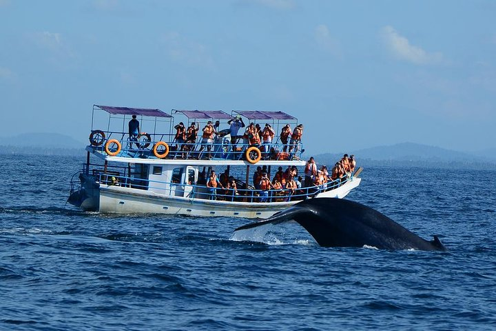 Bespoke whale watching private cruise to encounter finned giants – Mirissa - Photo 1 of 6